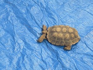 A tortoise sits on a tarp as part of the Phoenix Herpetological Sanctuary's station at the 25th annual Winter Classic Presented by the University of Phoenix, hosted by the Arizona Diamondbacks at Chase Field